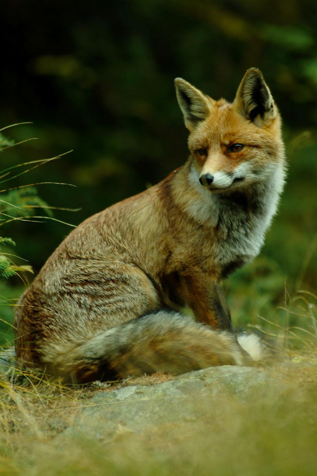 Fuchs im Nationalpark Gran Paradiso 