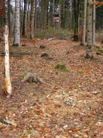 »Kirrung« mit Mais vorm Hochsitz